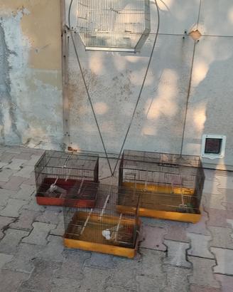 Quattro gabbie per uccelli più supporto