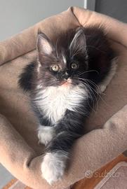 Cuccioli Maine Coon