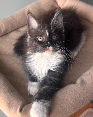 Cuccioli Maine Coon