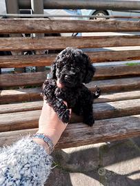 Barboncino Toy Maschio Nero