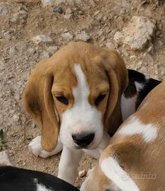Beagle pedigree ENCI 