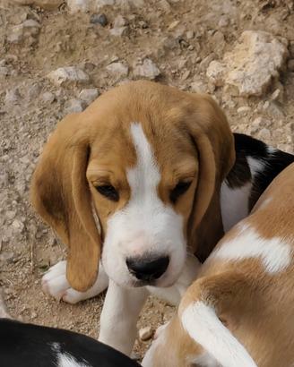 Beagle pedigree ENCI 