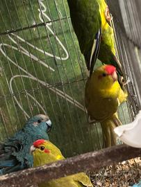 Kakariki