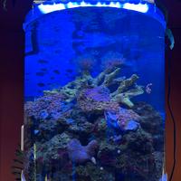 Acquario completo con illuminazione professionale
