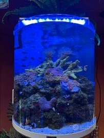 Acquario completo con illuminazione professionale