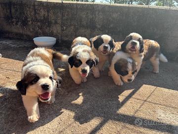 Cuccioli di San Bernardo