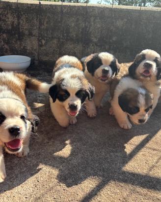 Cuccioli di San Bernardo