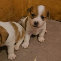 Cuccioli di jack Russell