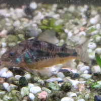 Corydoras