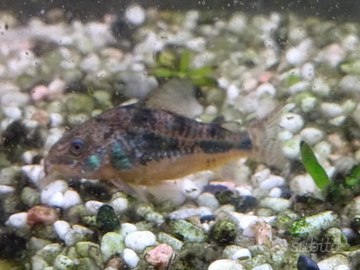 Corydoras