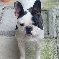 Bulldog francese