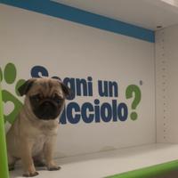 Carlino cucciolo subito disponibile beige fulvo