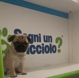 Carlino cucciolo subito disponibile beige fulvo