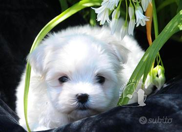 Maltese Toy Cucciolo Trequartidiluna
