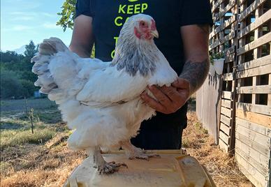Galline-galli-pulcini