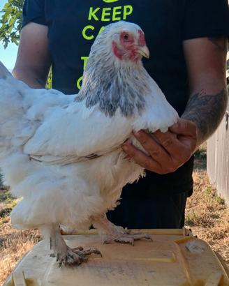 Galline-galli-pulcini