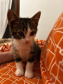 Dolcissima gattina di 2 mesi e 2 settimane
