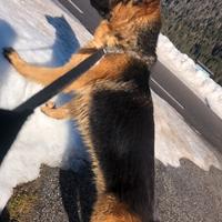 Monta pastore tedesco