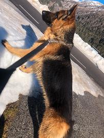 Monta pastore tedesco