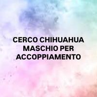 Chihuahua femmina per accoppiamento disponibile