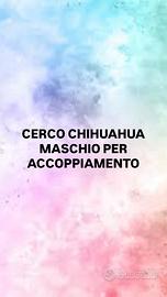 Chihuahua femmina per accoppiamento disponibile