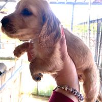 Cocker spaniel inglese