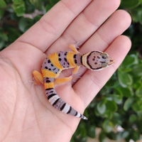 Gechi leopardini
