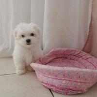Maltese