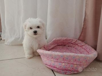 Maltese