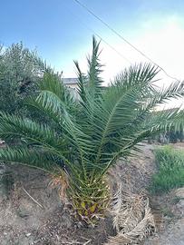 Pianta palma da giardino