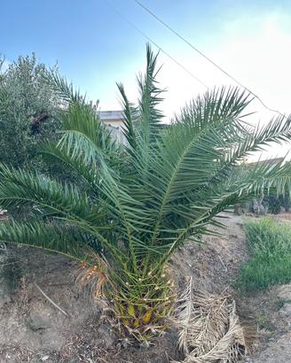 Pianta palma da giardino