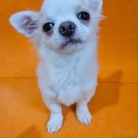 Chihuahua bianco