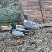 Coppia anatra maschio mignon e femmina incrocio