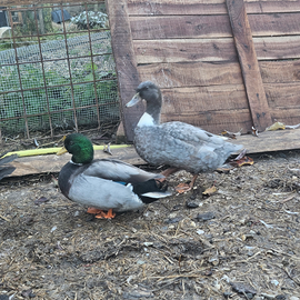 Coppia anatra maschio mignon e femmina incrocio