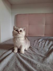 Cuccioli di scotish straight