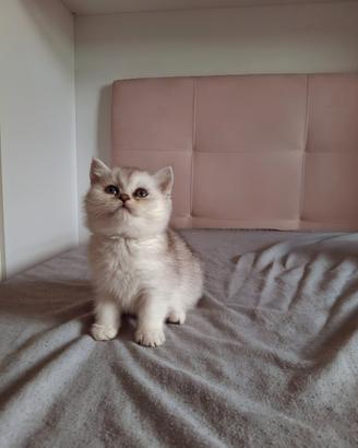 Cuccioli di scotish straight
