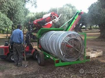 cernitrice olive TASSONE