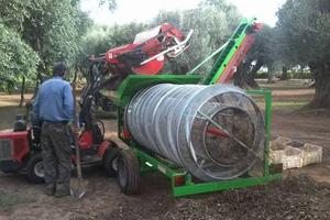 cernitrice olive TASSONE