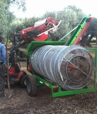 cernitrice olive TASSONE