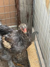 Galli Brahma e gallo lekenfelder
