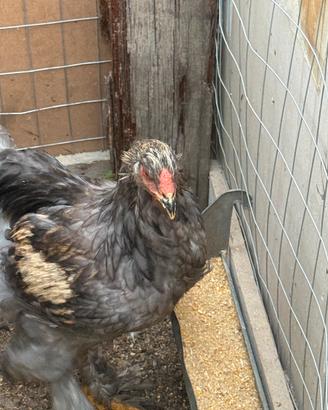 Galli Brahma e gallo lekenfelder