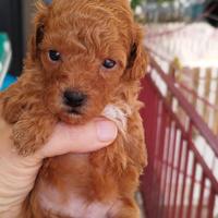 Barboncino mismark Toy