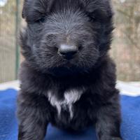 Cuccioli Pastore Tedesco nero a pelo lungo