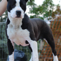 Femmina Amstaff