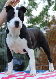 Femmina Amstaff