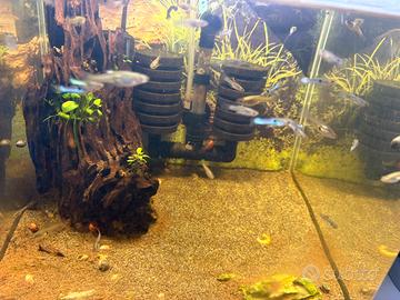 Endler Blu japan