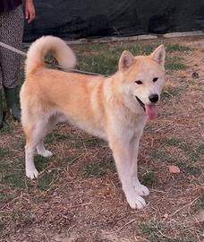 Akita inu maschio in ADOZIONE ADOZIONE