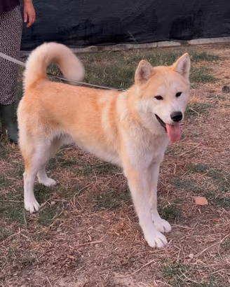 Akita inu maschio in ADOZIONE ADOZIONE