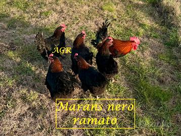 Galline Marans