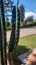 Cactus San Pedro 50 cm